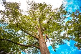 Best Tree Health Inspection  in Bellevue, ID