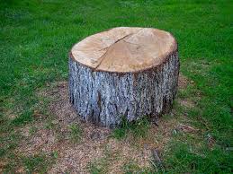 Best Tree Preservation Services  in Bellevue, ID