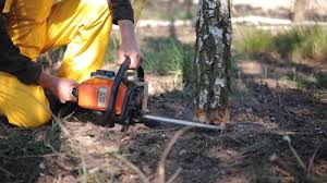 Best Tree Removal  in Bellevue, ID