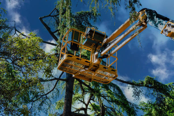 Best Seasonal Cleanup (Spring/Fall)  in Bellevue, ID