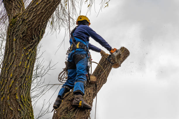 Best Fruit Tree Pruning  in Bellevue, ID