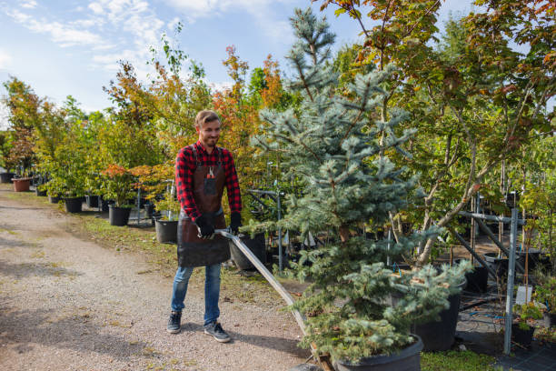 Best Leaf Removal  in Bellevue, ID