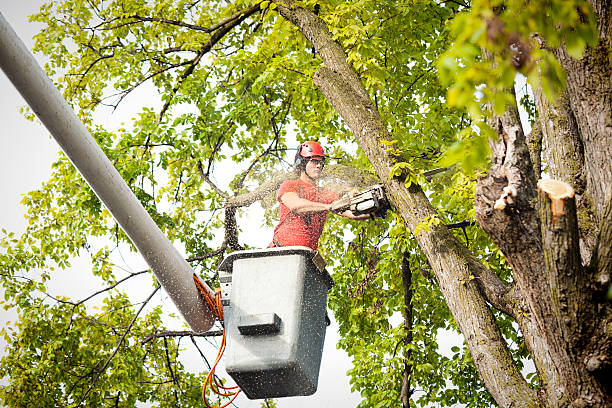  Bellevue, ID Tree Removal Pros