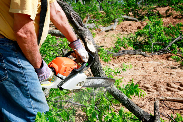 Best Pest Control for Lawns  in Bellevue, ID